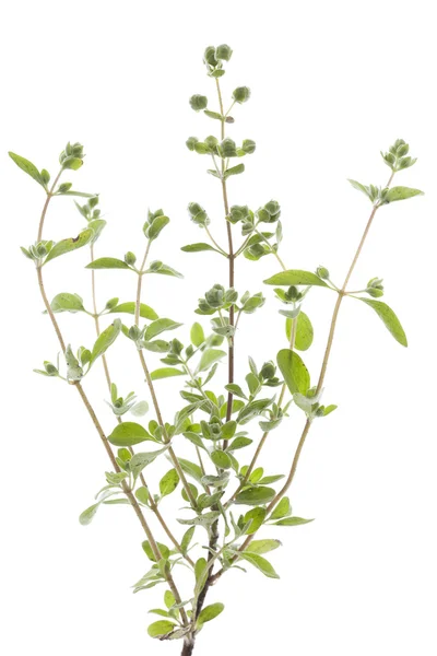 Marjoram. — Stok fotoğraf