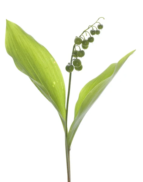 Lily of the valley — Stock Photo, Image