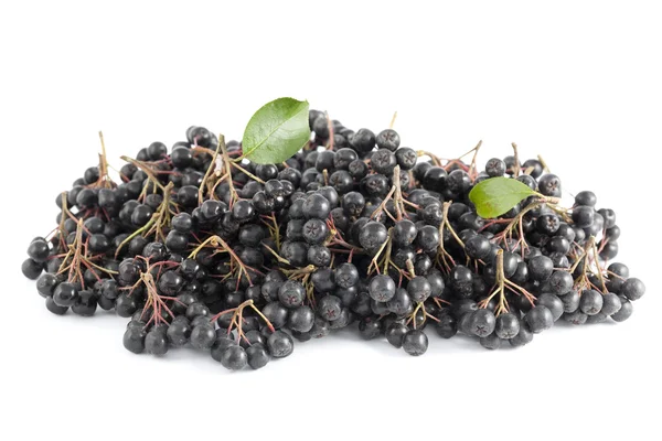 Aronia nera — Foto Stock