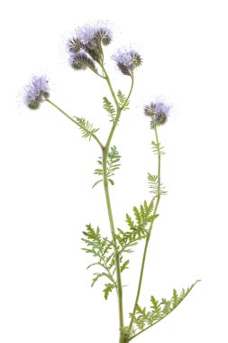  Mavi phacelia