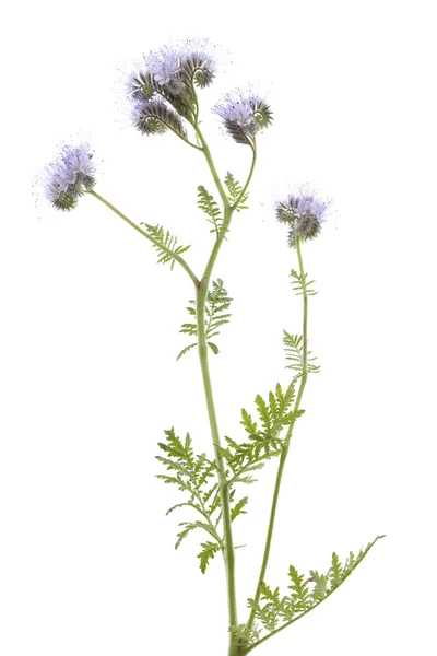 Blue phacelia — Stock Photo, Image