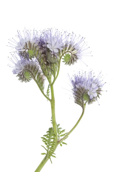 青 phacelia — ストック写真