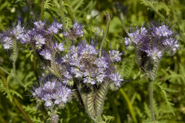 Blue phacelia — Stock Photo, Image