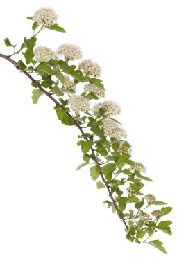 Physocarpus opulifolius