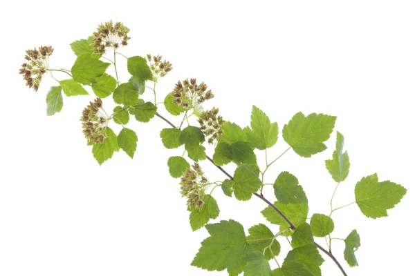 Physocarpus opulifolius — Stock Photo, Image