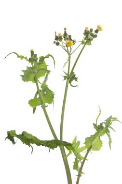 sonchus oleraceus