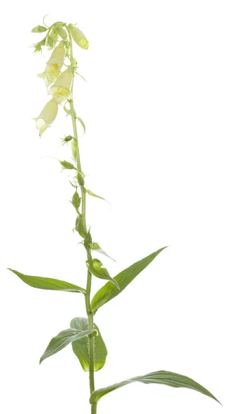 Digitalis grandiflora — Stock Photo, Image