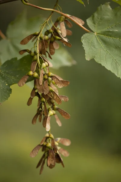 Acer pseudoplatanus — Photo