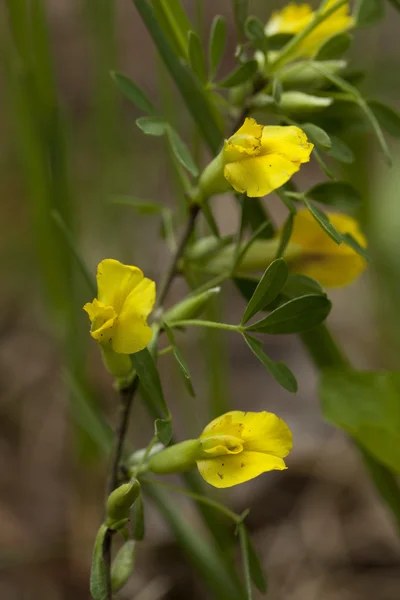 Citisus scoparius — 图库照片