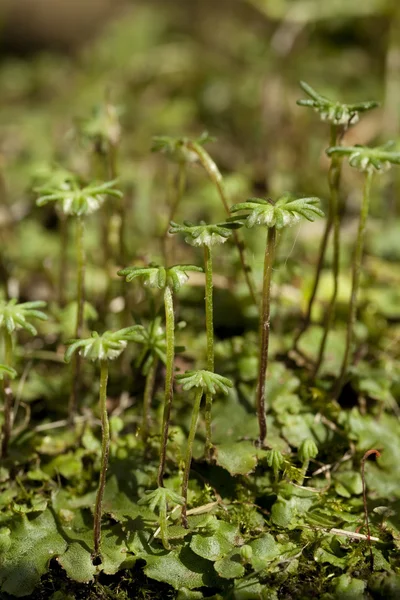 Marchantia polymorpha — Stock Photo, Image