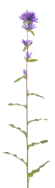 Harebell — стокове фото