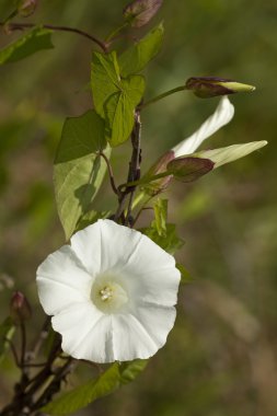 Convolvulus