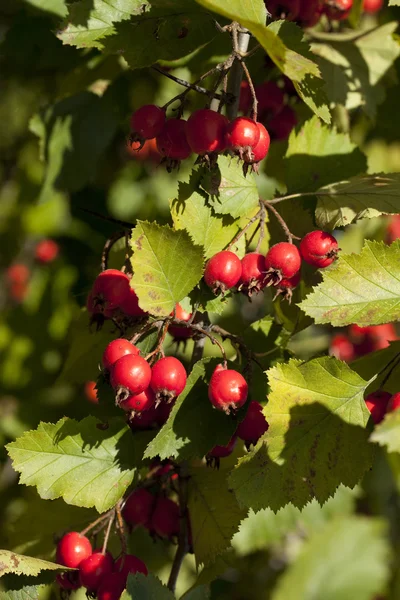 Hawthorn — Stock Photo, Image