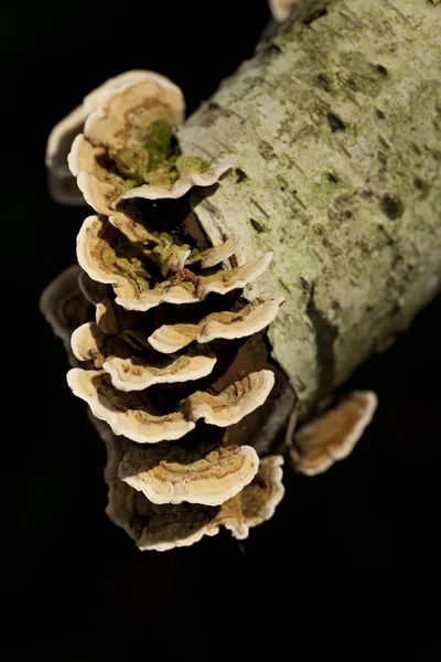 Trametes versicolor — Stock Photo, Image