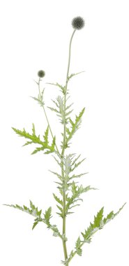 Echinops sphaerocephalus clipart