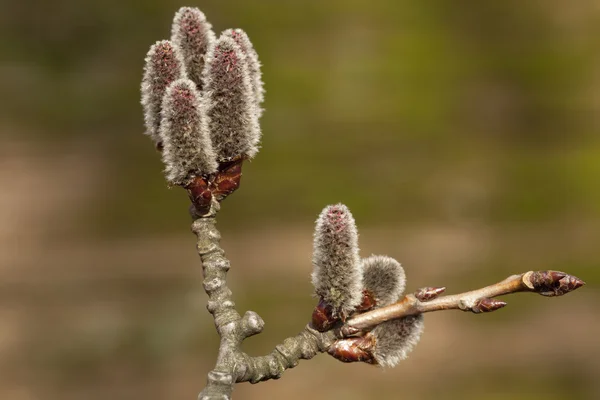 Populus alba — Stockfoto