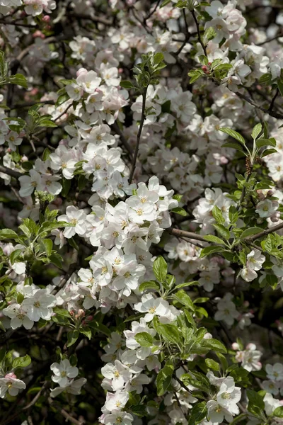 Blooming apple-tree — Stock Photo, Image