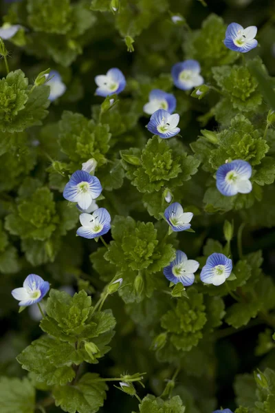 Veronica persica Poir — Stockfoto