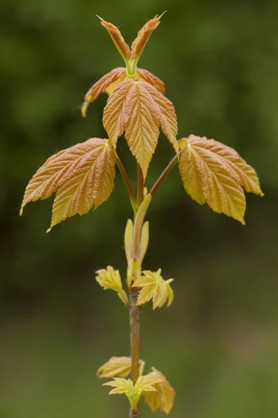 Acer pseudoplatanus — Photo