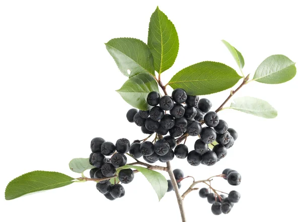 Schwarze Aronia — Stockfoto