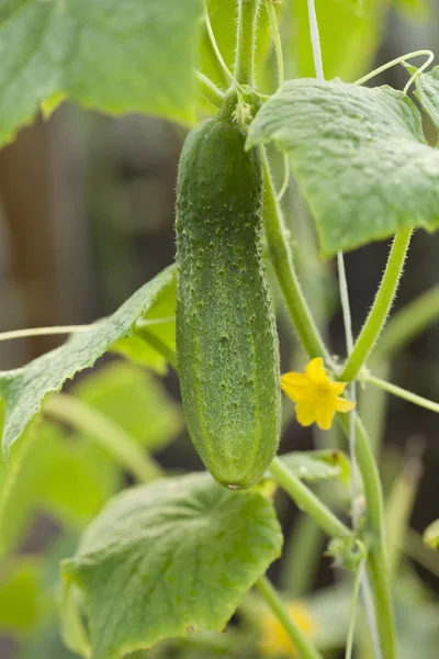 Hanging fresh cucumber — Stock Photo, Image