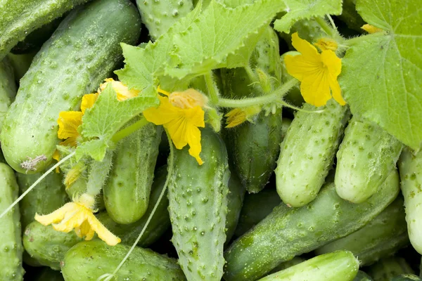 Mladí Okurky salátové a okurky pupeny — Stock fotografie