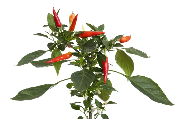 Chili peper op witte achtergrond — Stockfoto