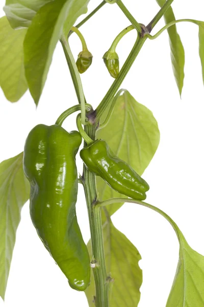 Peper op witte achtergrond — Stockfoto