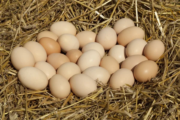 Una gran cantidad de huevos en paja — Foto de Stock