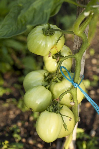 Unripe tomato  on sprig — Stock Photo, Image