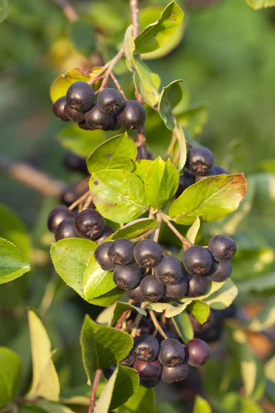 Svart aronia på bush — Stockfoto