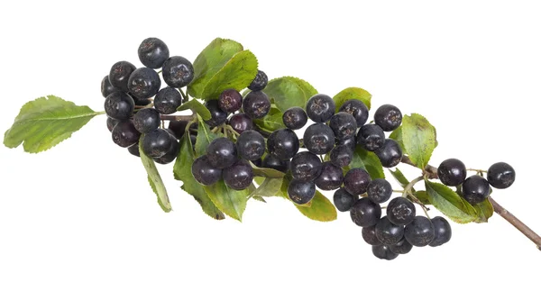 Black aronia on white  background — Stock Photo, Image