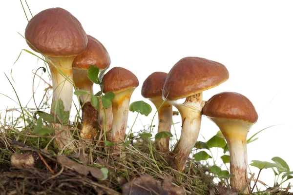 Dible mushrooms on white background — Stock Photo, Image