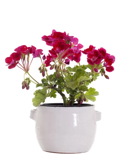 Geranium flower in flower-pot — Stock Photo, Image