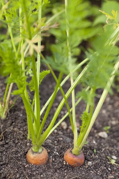Two carrots in garden — Stock Photo, Image