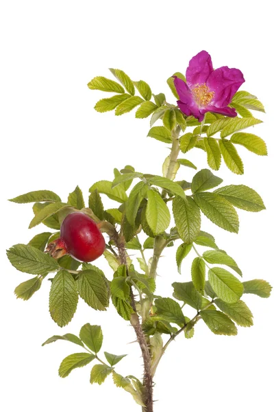 Pink rose on white — Stock Photo, Image