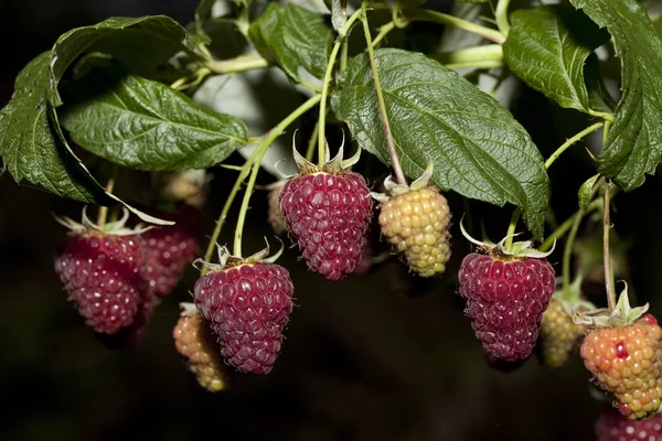 Ripe raspberry bush — Stock Photo, Image