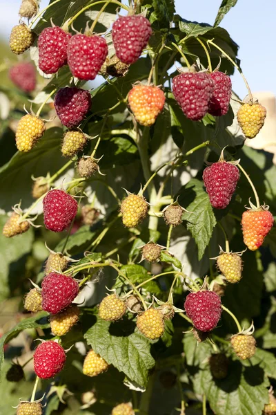 Ripe raspberry bush — Stock Photo, Image