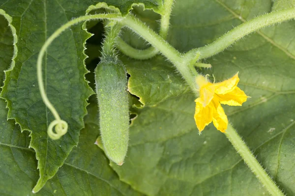 Jonge komkommer en bloem — Stockfoto