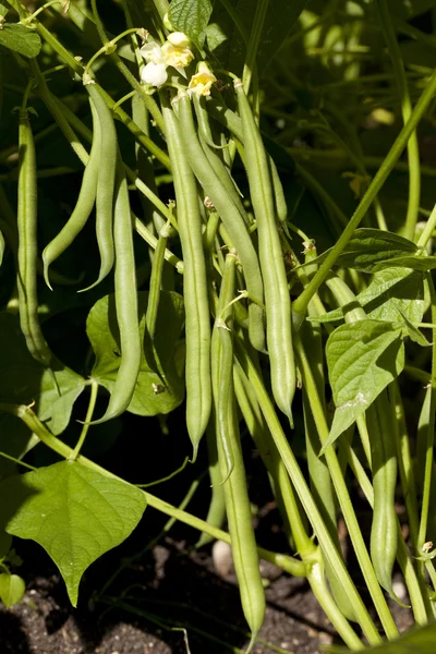 Bohnengrün angebaut — Stockfoto