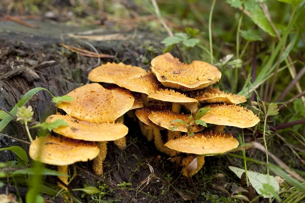 Inedible fungus on trunk — Stock Photo, Image