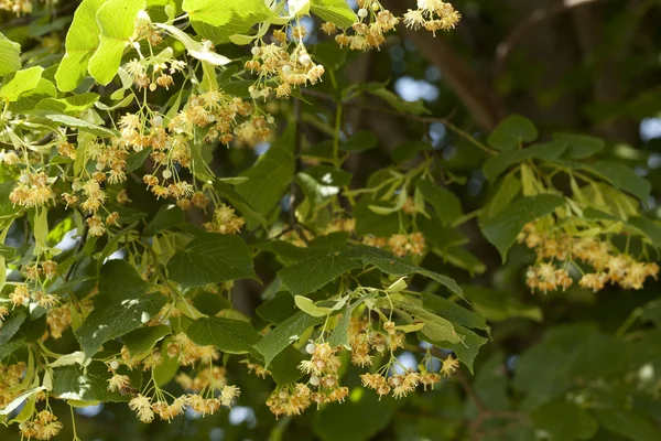 Blooming linden tree — Stock Photo, Image