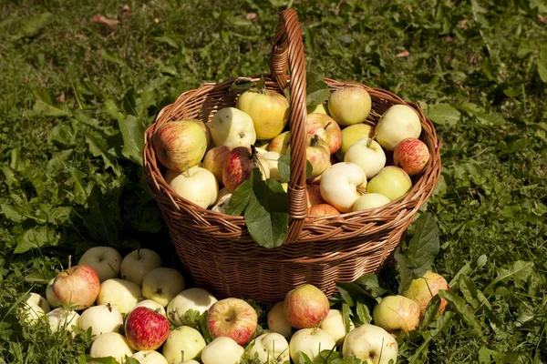 Äpfel im Korb — Stockfoto