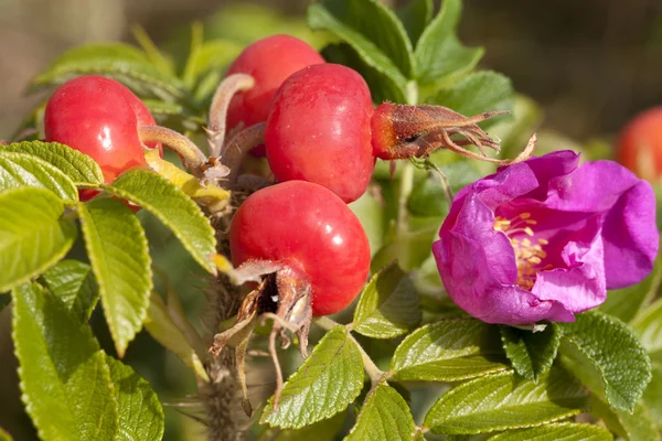 Rosa rosa e frutas — Fotografia de Stock