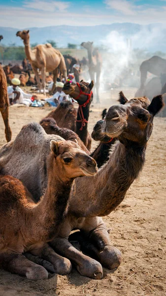 Верблюди Pushkar Mel Ярмарок Верблюдів Пушкар Пушкарі Раджастані Індії — стокове фото