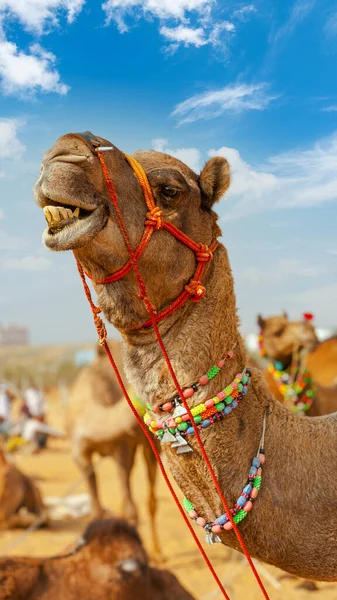 Gyönyörű Teve Pushkar Mel Pushkar Camel Fair Pushkar Rajasthan India Stock Kép