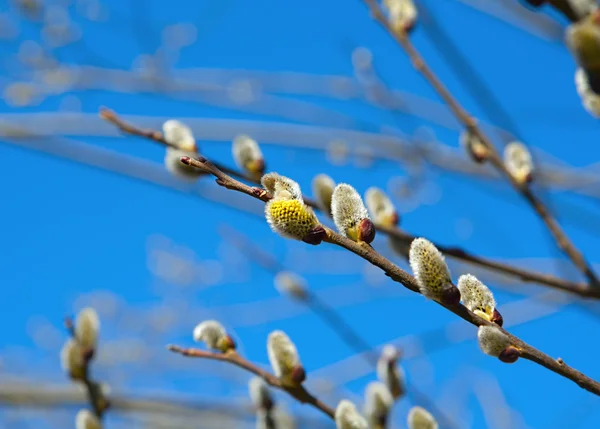 Pussy-willow — Stock Photo, Image