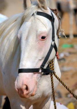 White horse Pushkar Rajasthan, Hindistan Fuarı