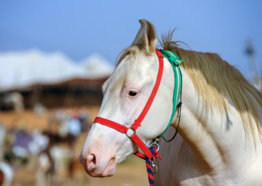 White horse Pushkar Rajasthan, Hindistan Fuarı