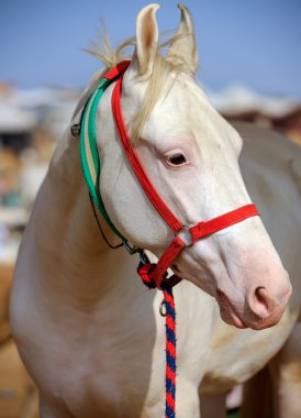White horse Pushkar Rajasthan, Hindistan Fuarı
